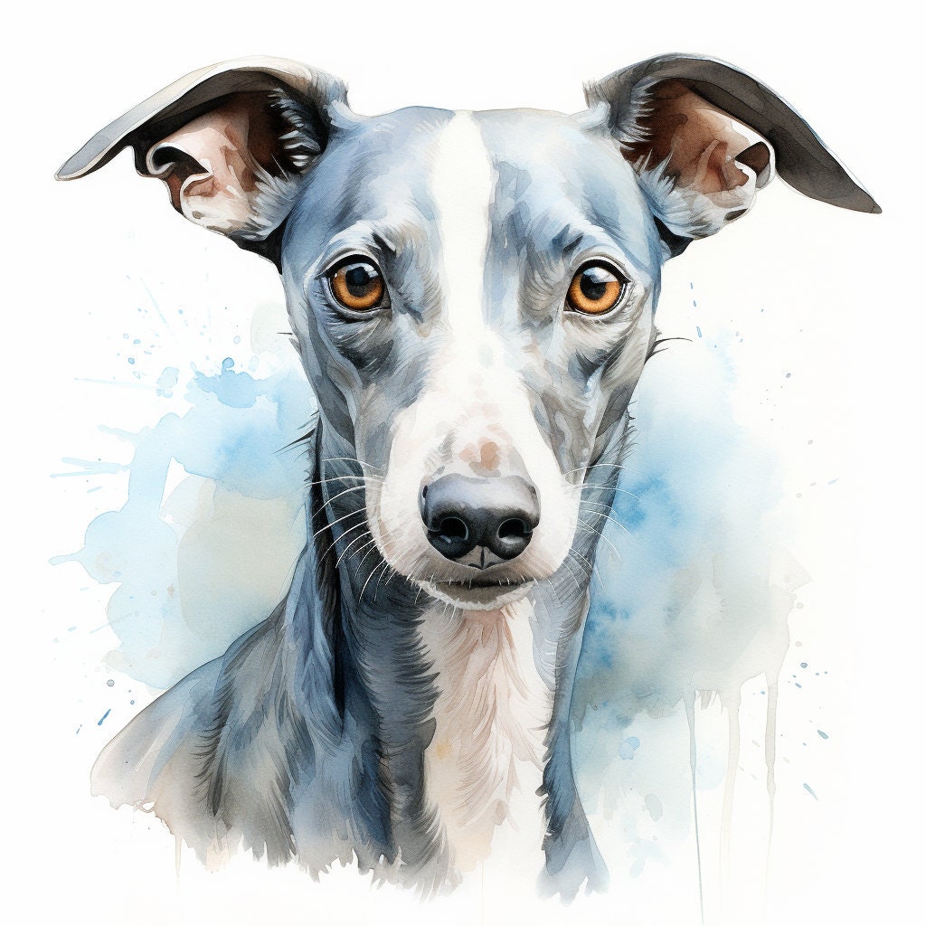 Majestic 10 x Print Watercolour blue whippet art blue whippet print blue whippet watercolour blue whippet wall art